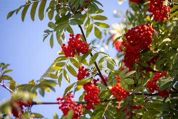 Rowan branches with ripe fruits close-up. Red rowan berries on the rowan tree branches, ripe rowan berries closeup and green leaves.