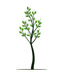 Green Spring Tree. Vector outline Illustration. Plant in garden.