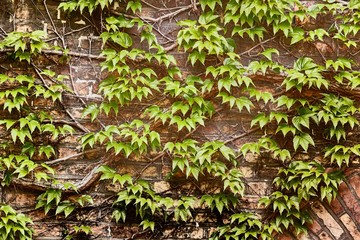 Ivy grown all over an old wall