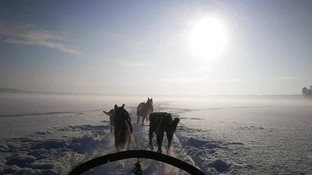 Racing Dogs over the Frozen Lake