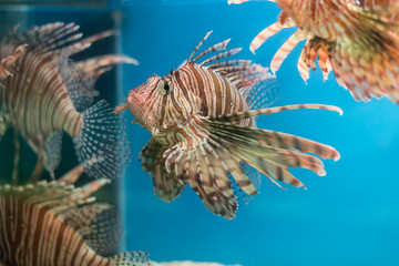 lion fish in an aquarium