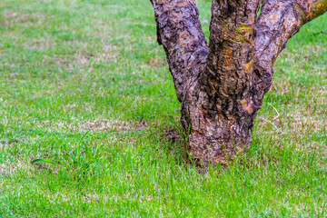 Stub tree dark brown with green grass In the garden natural style