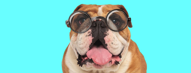 nerdy funny English Bulldog dog sticking out his tongue