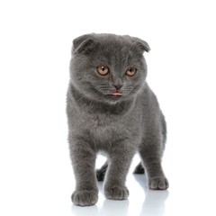 adorable scotish fold pussycat sticking out tongue