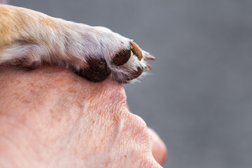 dog paw and human hand