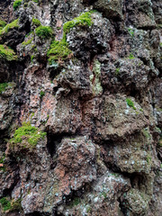 fur of the pine trees in the mysterious forest