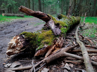 fur of the pine trees in the mysterious forest