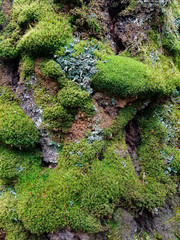 fur of the pine trees in the mysterious forest