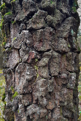 fur of the pine trees in the mysterious forest