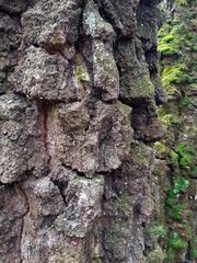 fur of the pine trees in the mysterious forest