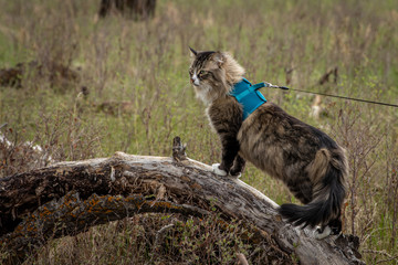 walking cat