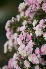 Roses have begun to bloom in the park where I am always walking