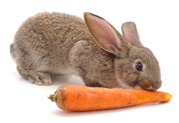Rabbit and carrot.