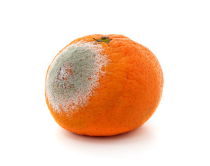 One rotten mandarin.