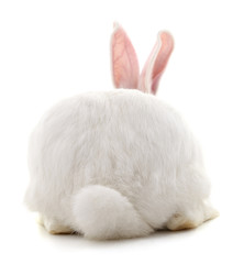 The back of a white rabbit.