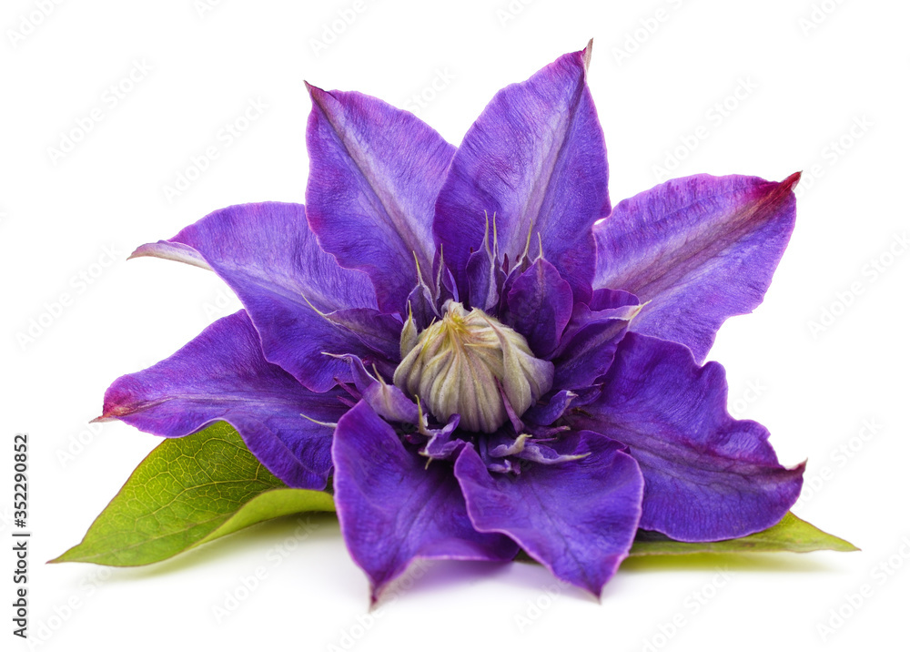 Poster blue clematis flower.