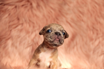 cute american bully sticking out tongue