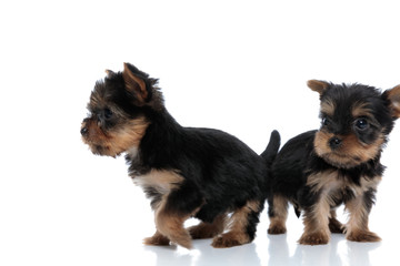 couple of two yorkshire terrier standing back to back