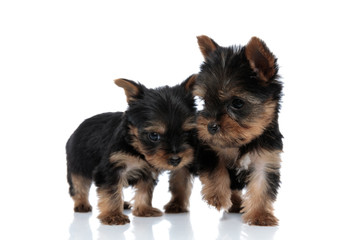 group of two adorable yorkshire terrier protecting each other