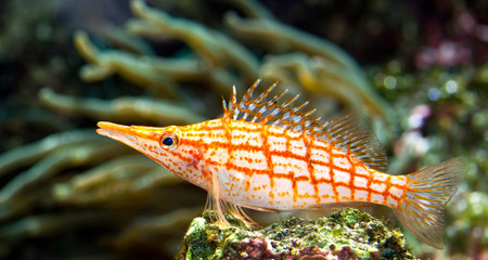 Long nosed tropical fish example