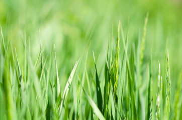 Fototapeta na wymiar wiosenna zielona trawa na łące z małą głębią ostrości