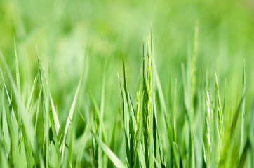 wiosenna zielona trawa na łące z małą głębią ostrości - obrazy, fototapety, plakaty