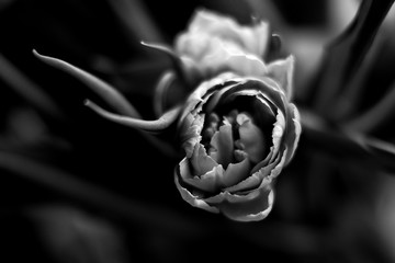 black and white close-up photo of tulip flower. view from above
