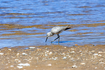 Stilted Sandpiper on Turquois Lake