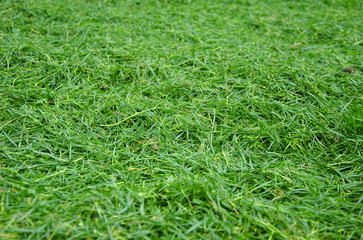 fresh green grass. green grass background