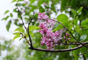 Flowering branch of lilac (lat. Syrínga) in spring, selective focus, backlight, bokeh, horizontal composition.