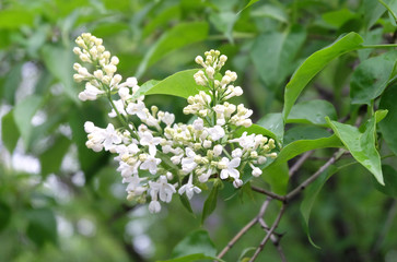 Flowering branch of white lilac (lat. Syrínga) in spring, selective focus, bokeh, horizontal composition.
