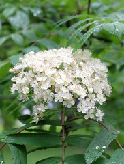 Flowering branch of mountain ash (Sórbus aucupária) spring, selective focus, blurry background, vertical composition.
