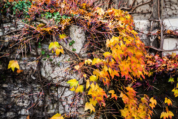 Ivy in autumn colors