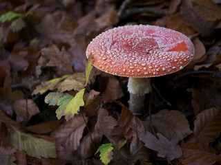 Fliegenpilz, Amanita muscaria im Laub zwischen jungen Eichen
