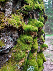 fur of the pine trees in the mysterious forest