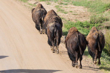 Wild bison grazing on the mounds of South Dakota's Badlands National Park.