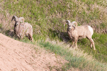 Wild bighorn sheep grazing in Badlands National Park (South Dakota).