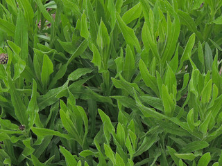 green grass background