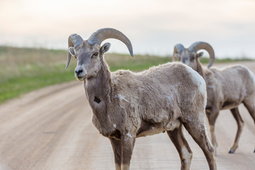 Wild bighorn sheep grazing in Badlands National Park (South Dakota).