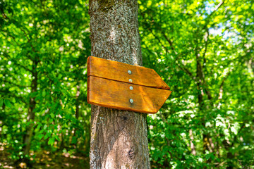 An empty wooden arrow-shaped sign pointing to the right, bolted to a tree in the forest with green colors in the background.