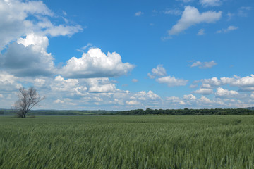 Fototapeta premium Lush green rural meadow with lonely dried tree, scattered clouds and solar panels on background. 