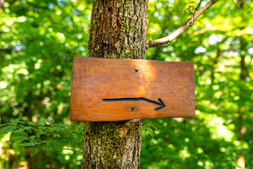 A blank wooden sign with an etched right arrow nailed to a tree in the forest with green colors in the background.
