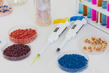Herbicide-treated corn, suflowers, chick-pea seeds in a Petri dish and sprouted seeds on a table with a dispenser and test tubes