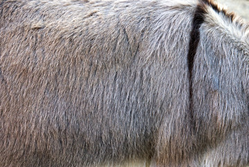 close up of a hide from a ass 
house donkey