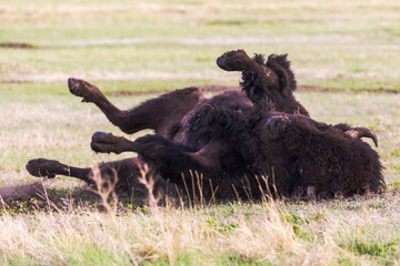 Wild bison grazing on the mounds of South Dakota's Badlands National Park.