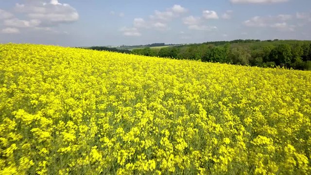 Rapsfeld