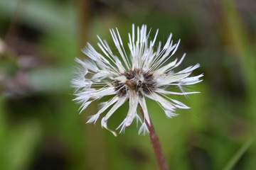 flower from the seeds of a dandelion after the rain