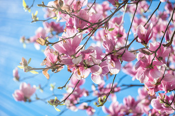 Magnolia blossom in spring. Plant flowers with blue sky on background