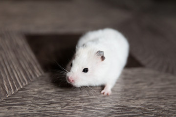 White hamster. Homemade hamster on the floor.