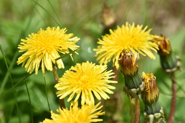 dandelions in the grass